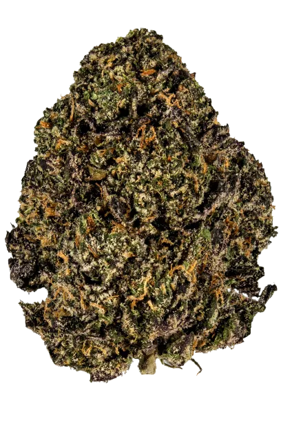 Gelato #33