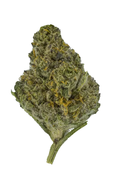 Ice Cream Cake (Premium Indica)