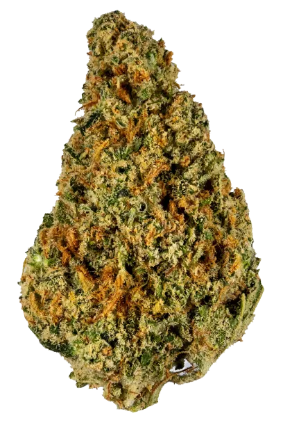 Malawi Gold (Landrace)