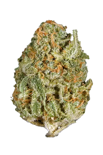 White Rhino #2